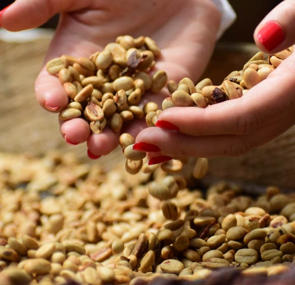 beans-in-hand